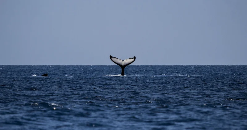 Quelle période pour voir les baleines au Québec ?