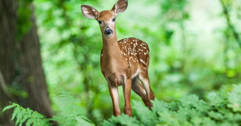 Et si la nature était à côté de chez vous ?
