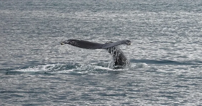 Où voir des baleines en Islande quand on voyage avec des enfants ?