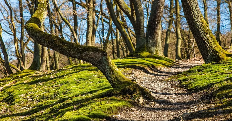 Avant et pendant : les règles d'or sur le terrain
